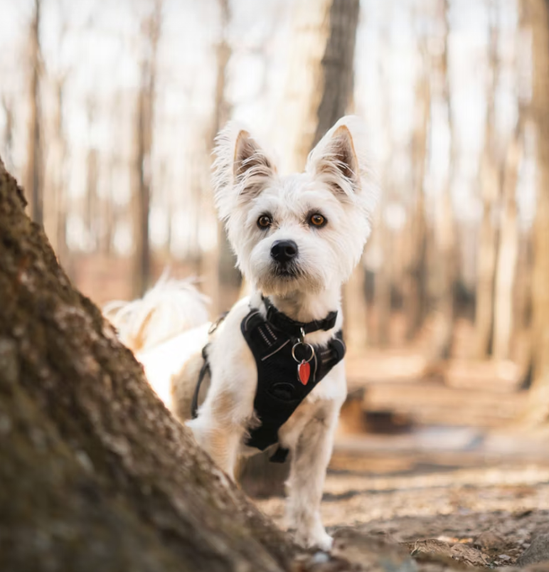 White puppy standing next to tree