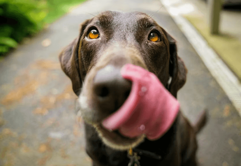 Dog licking lips